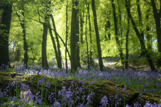 Another Spring in the Smokies